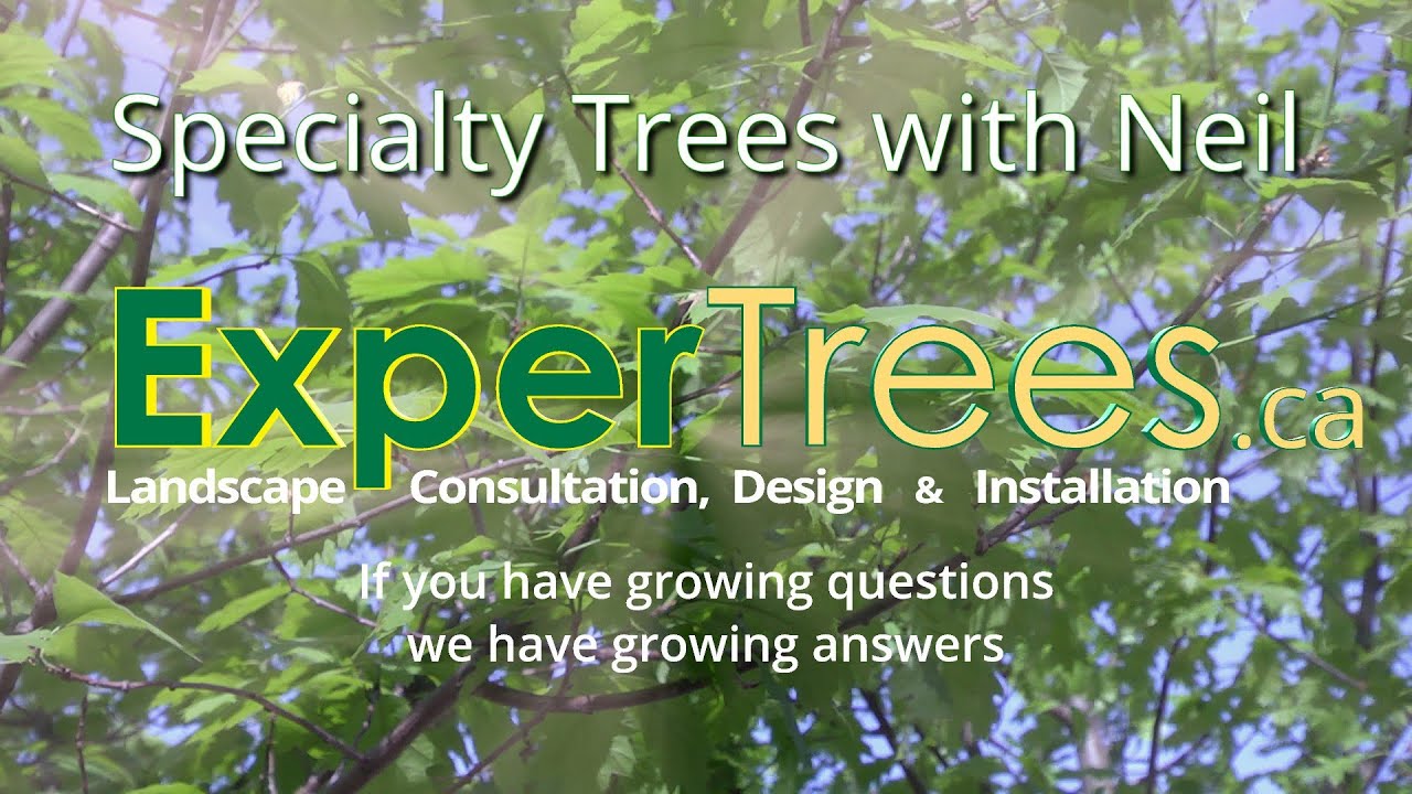 Specialty Trees with Neil Masson of ExperTrees