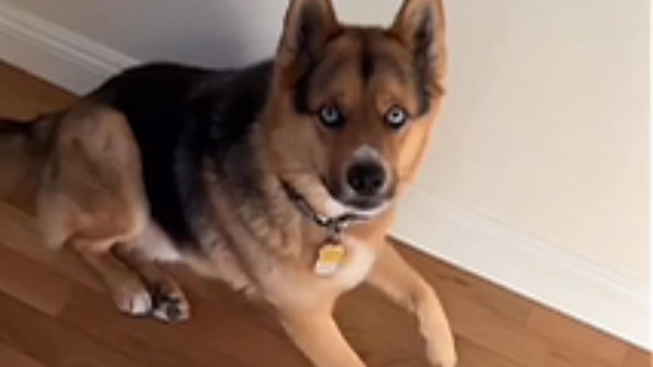 Cachorro Abandonado Con Ojos Azules Penetrantes Escondía Un Secreto Impactante