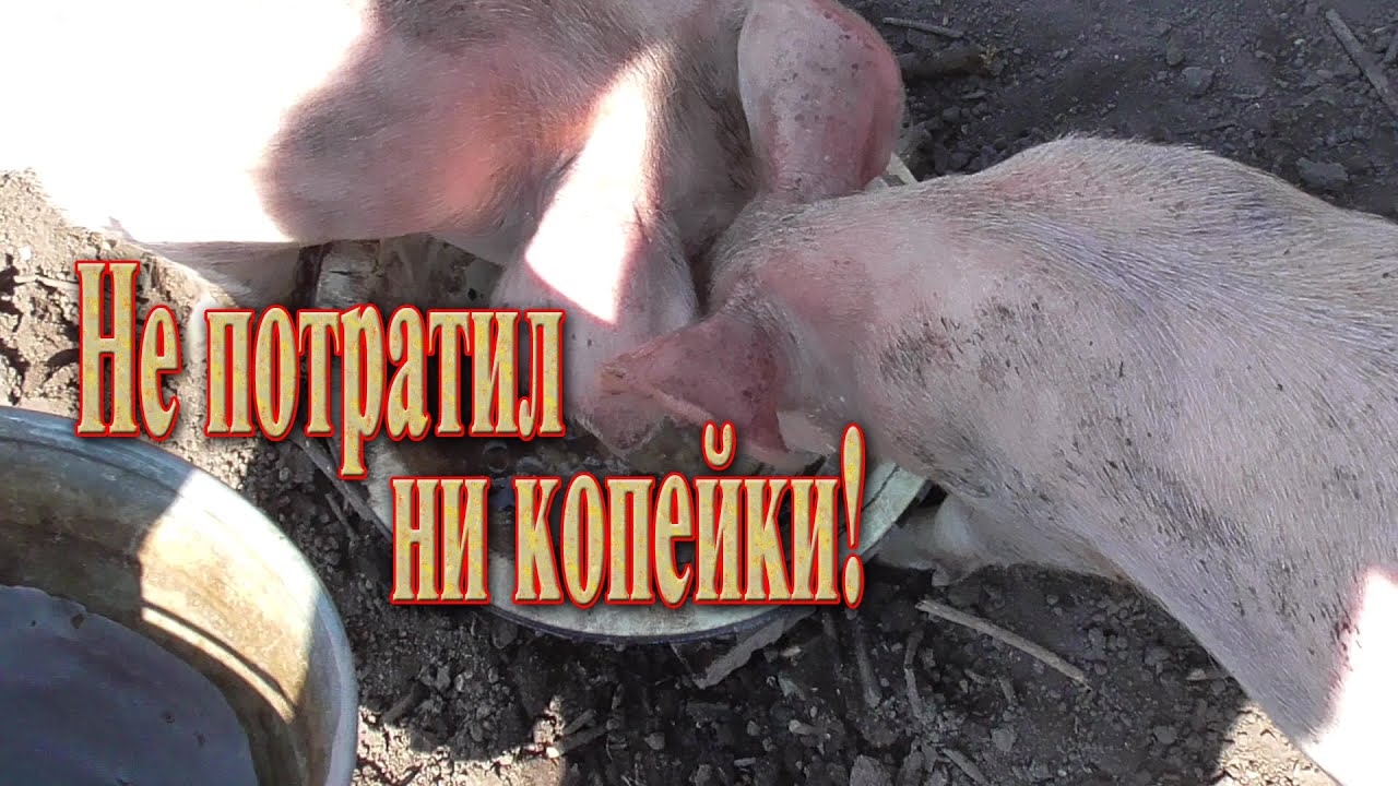 Бюджетная поилка для свиней // Не потратил ни копейки
