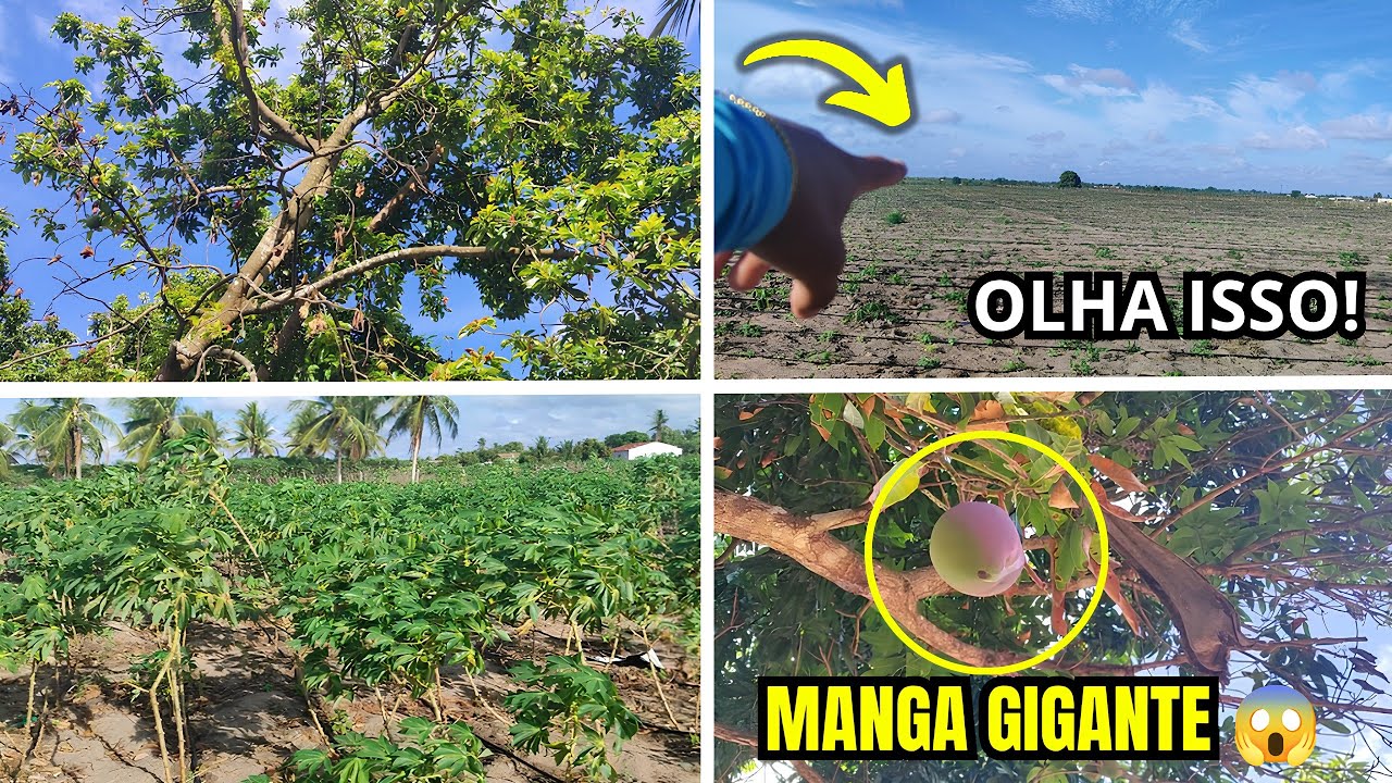 MANGA GIGANTE, PLANTAÇÃO DE MACAXEIRA, PÉ DE ABACATE E MUITO MAIS... 😱🌾