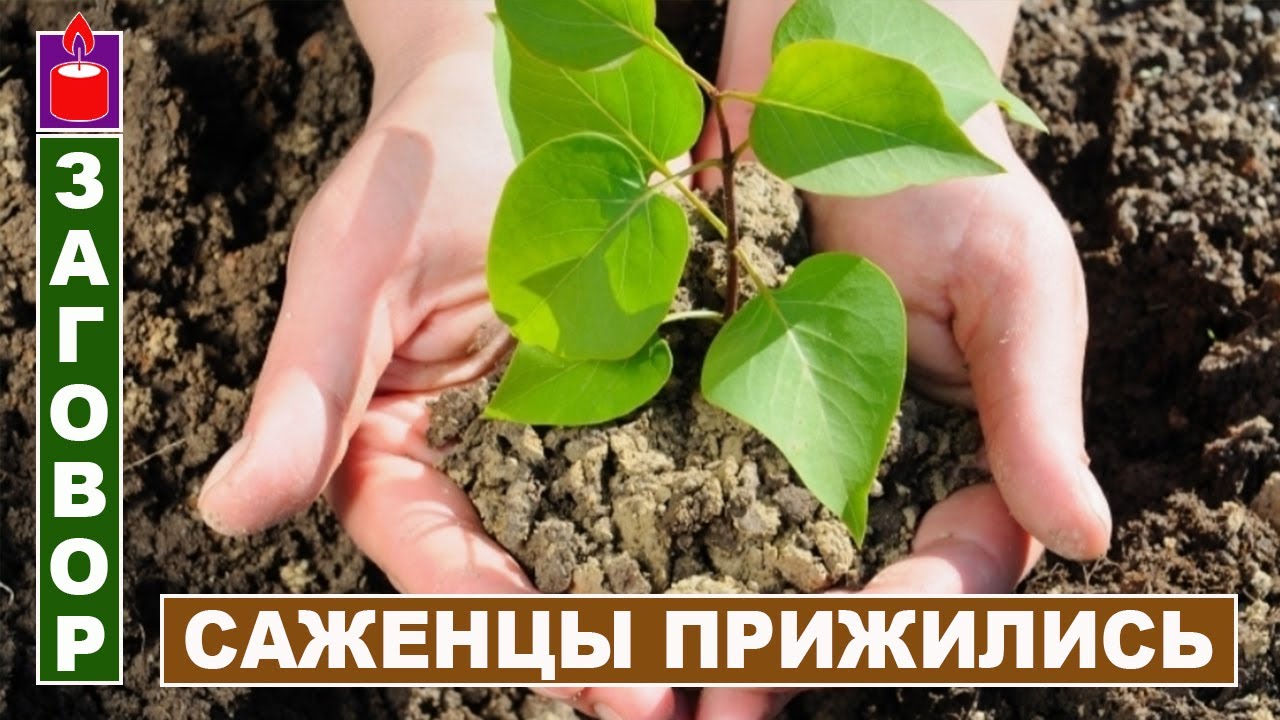 Чтобы саженцы прижились в земле