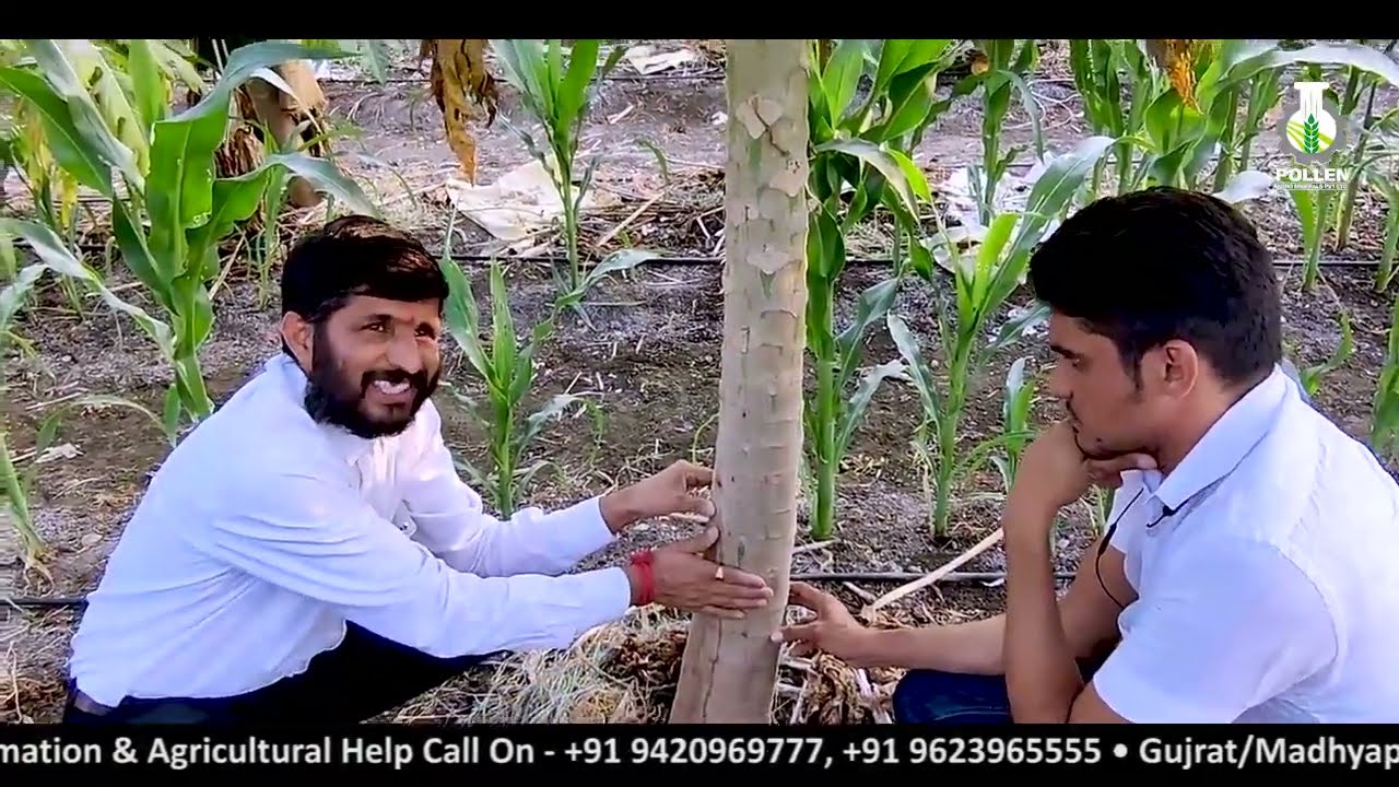 पपया खेती । रोग के लक्षण पुरा मार्गदर्शन | V05 | Pollen Kisan