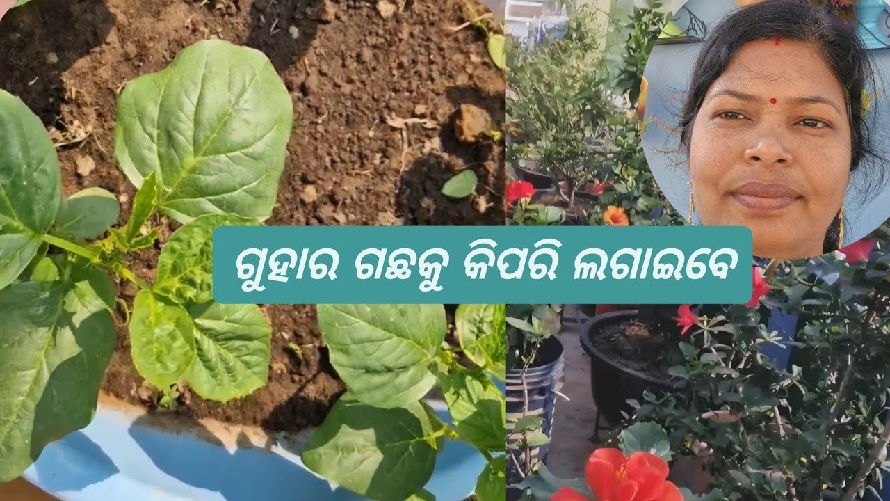 ଗୁହାର ଗଛକୁ କିପରି ଲଗାଇବେ | Gawar cluster beans plant  ki grow  kaise kare  #trending #gardening 