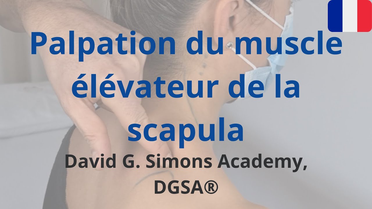 Palpation du muscle élévateur de la scapula.