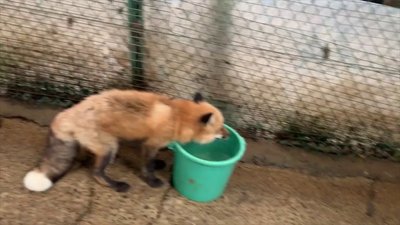 【Fox Village】 Fox Village in Zao Japan! Walk around Kitsunemura【宮城 蔵王 きつね村】