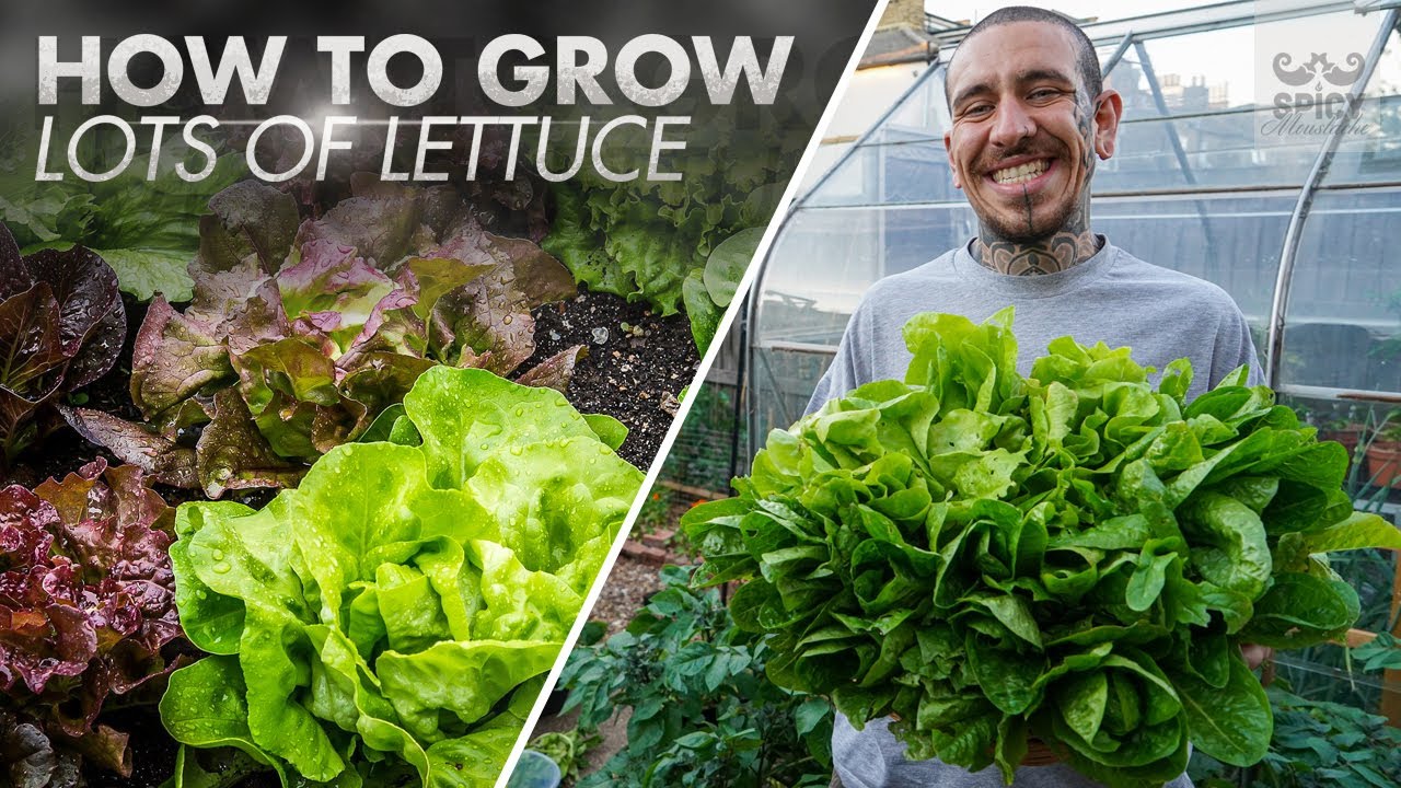 How to Grow lots of lettuce in a Small Space
