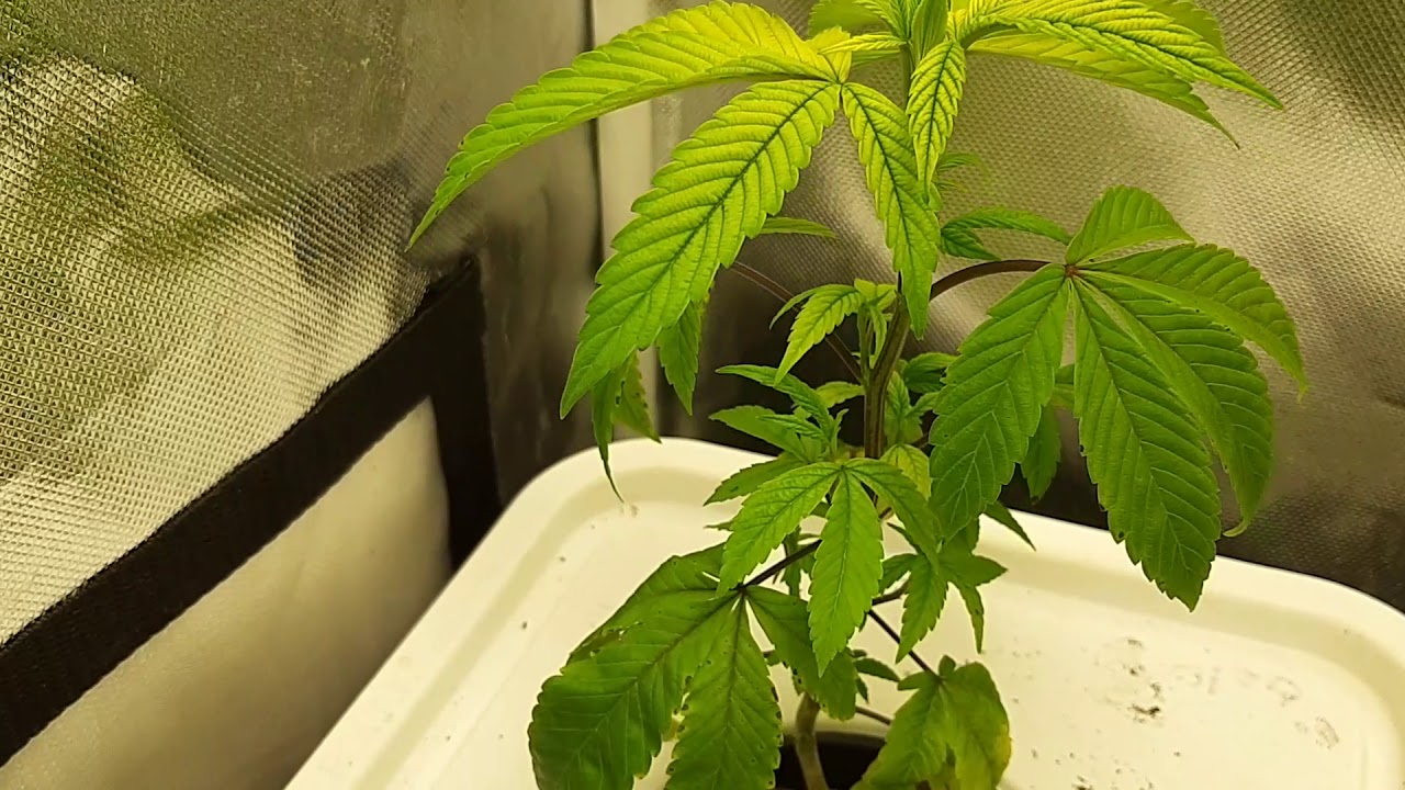 Peanut Butter Breath- Day 7 of Veg! DWC