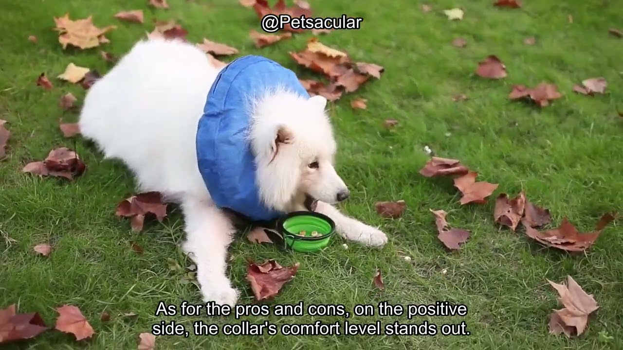 BENCMATE Inflatable Collar Review: Comfortable, Vision-Friendly E-Collar for Pets