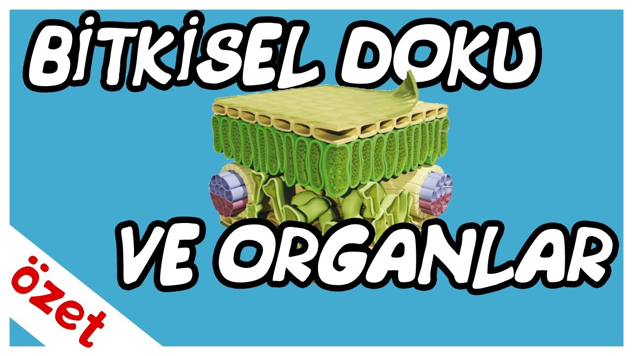 Bitkisel Doku ve Organlar Özet / AYT Biyoloji