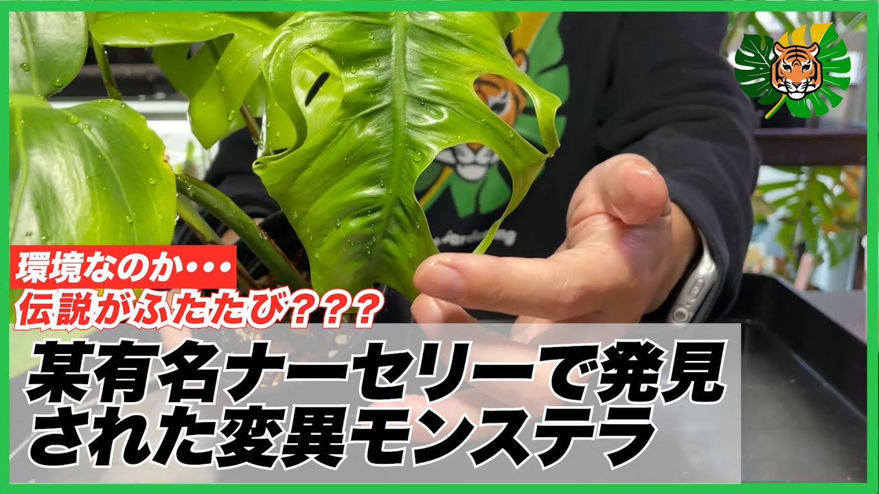 【モンステラ】某有名ナーセリー産のミューテーション？モンステラの開封植替えとモンステラメンテナンス