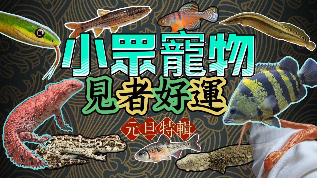 北京寵物市場實拍20種小眾罕見寵物！