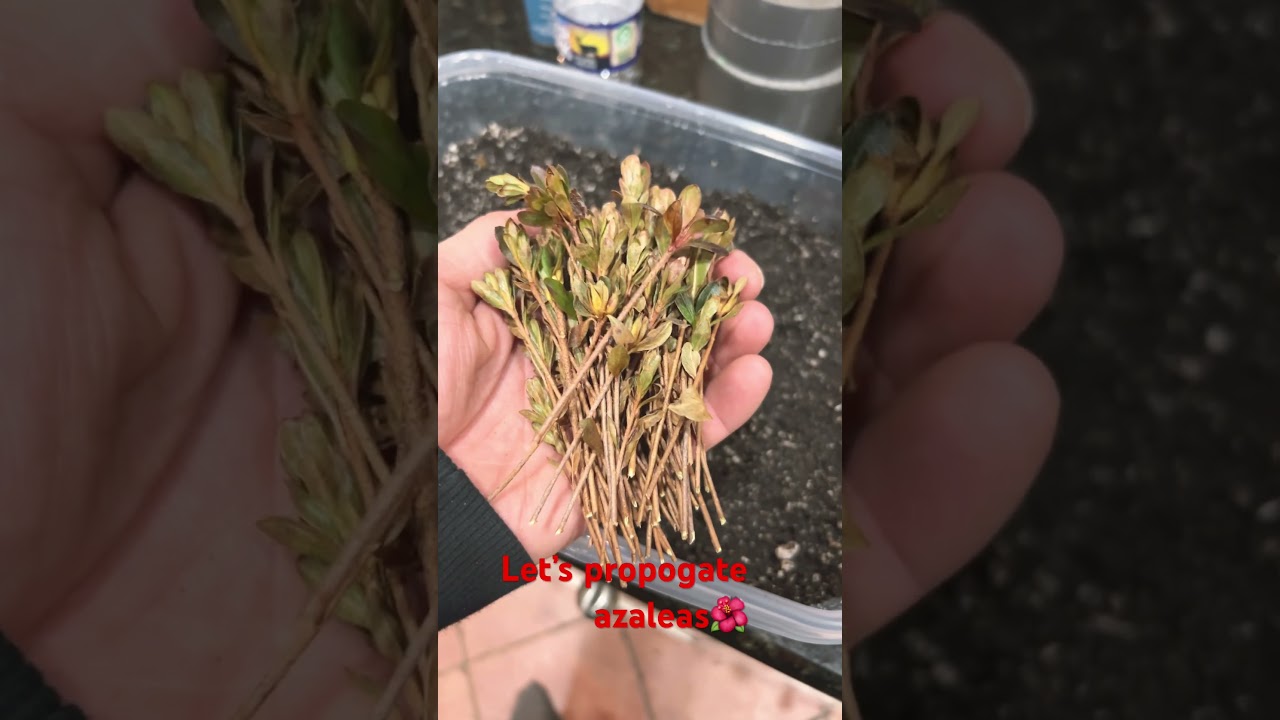 Propagating azaleas 🌺 #garden #gardening #rooting