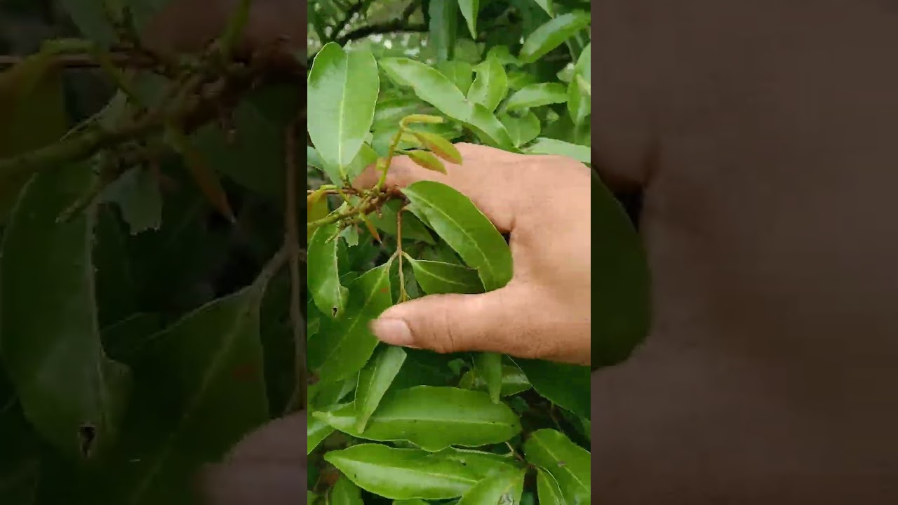 Mất mùa nặng 2026