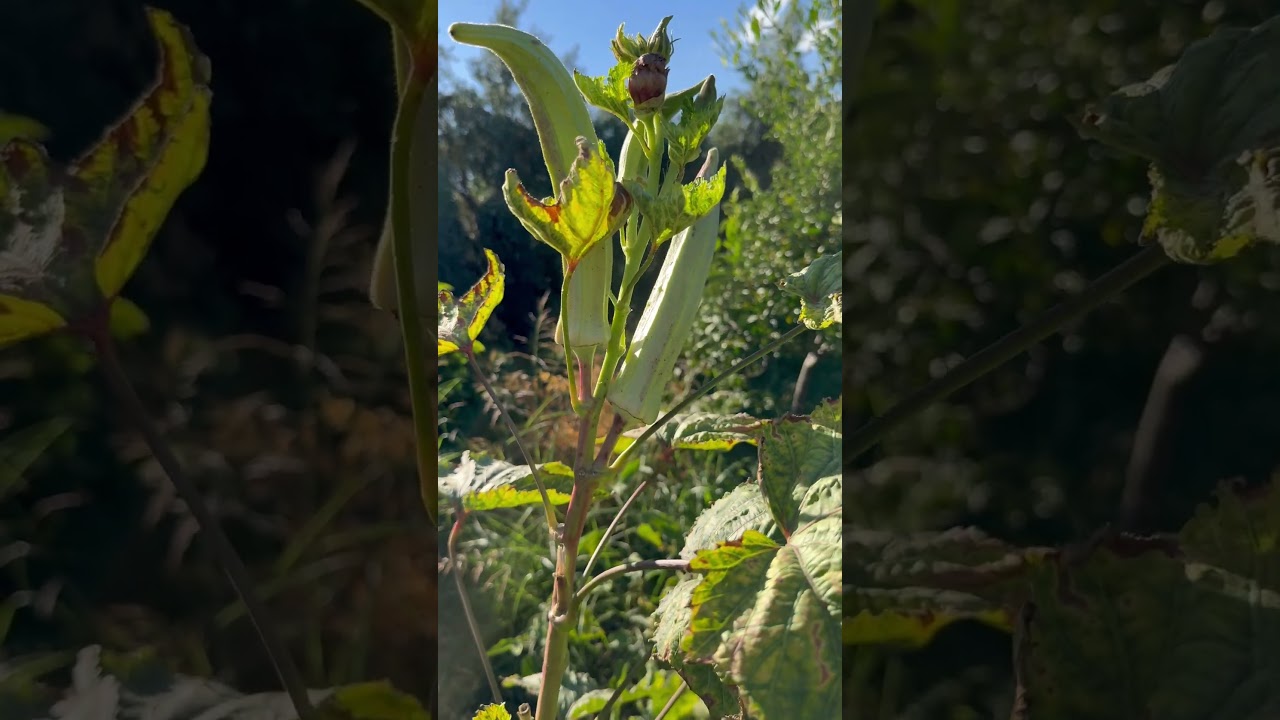 Bamyalar tohumu bekliyor (Okra is waiting for seeds) #okra #bamya #seed #agriculturalproduction
