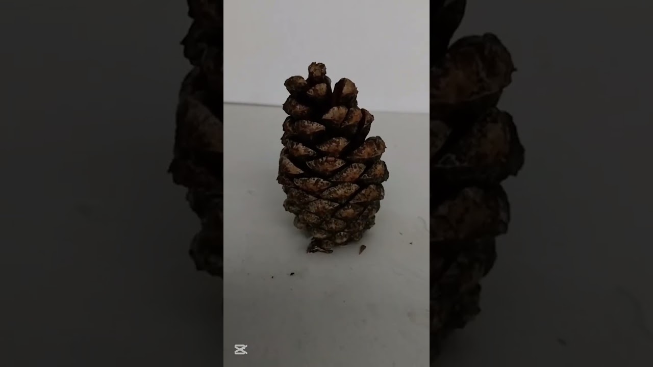 Hoe dennenappels sluiten