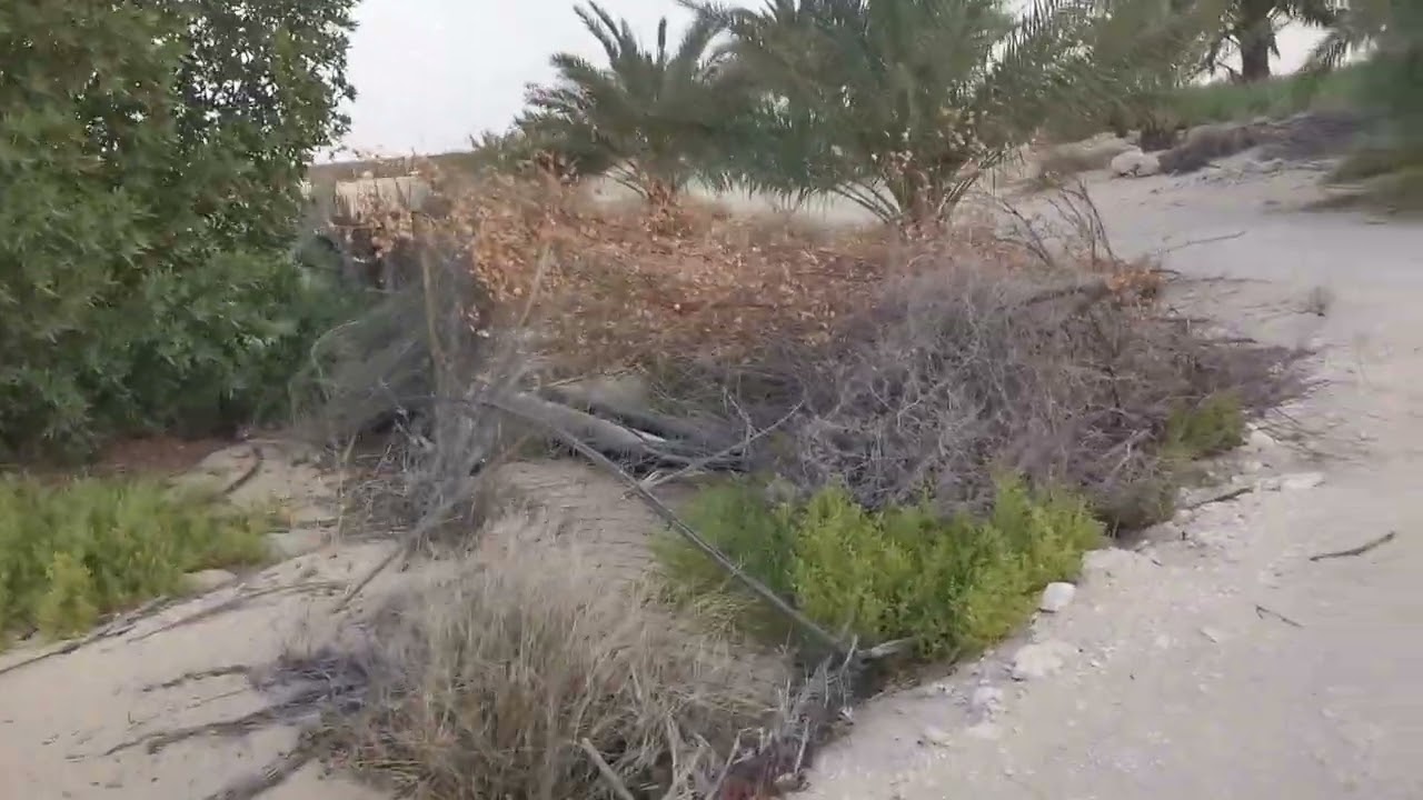 زراعة علف البونكام بمباسا والبلوبنك. زراعة عضوية. الد
