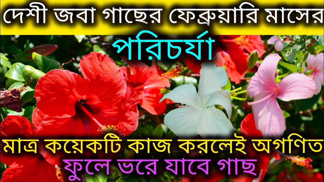 দেশী জবা গাছের ফেব্রুয়ারি মাসের পরিচর্যা/Hibiscus plant care/Organic fertilizer for hibiscus plant. 