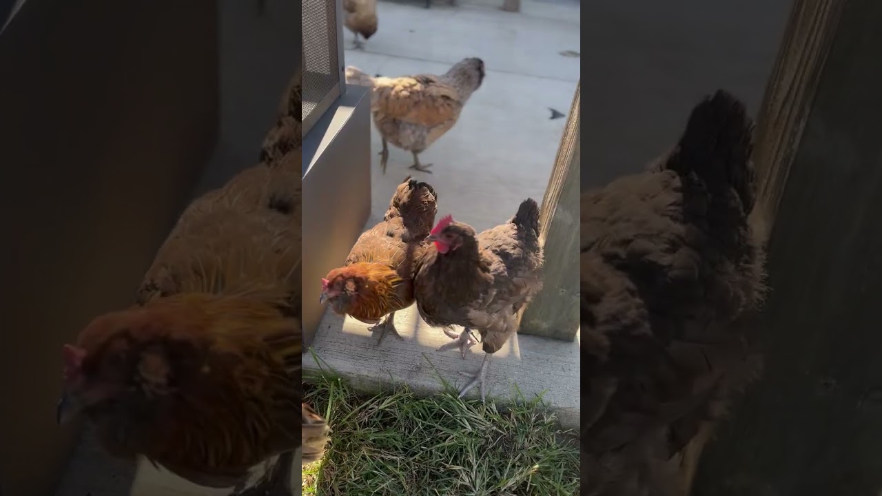 Bawk, Bawk...Who's There?🐓😍