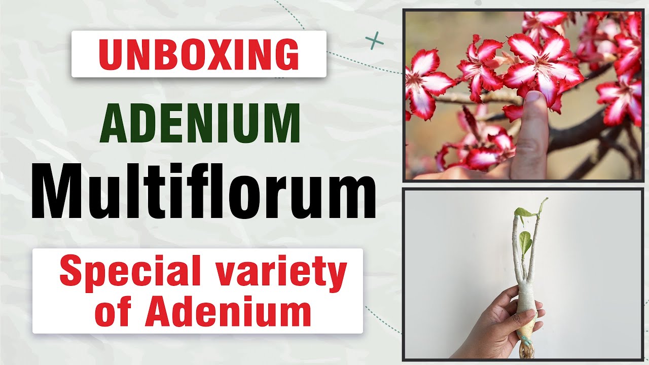Adenium Multiflorum unboxing || Special variety of Adenium @terracegardeningart