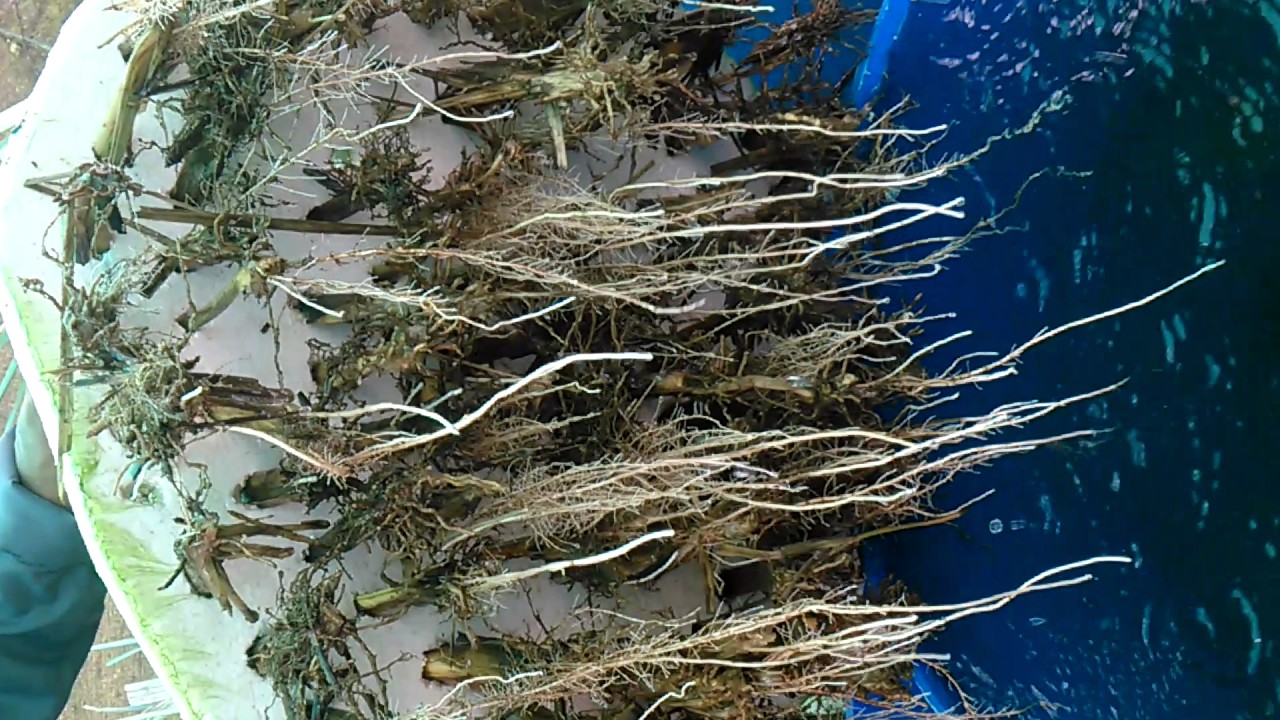 Pasto vetiver tratamiento de aguas servidas