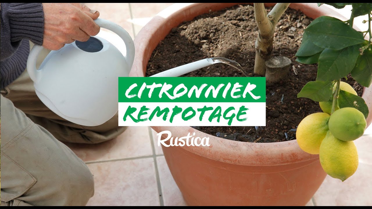 R&eacute;ussir le rempotage d'un citronnier : pas-&agrave;-pas