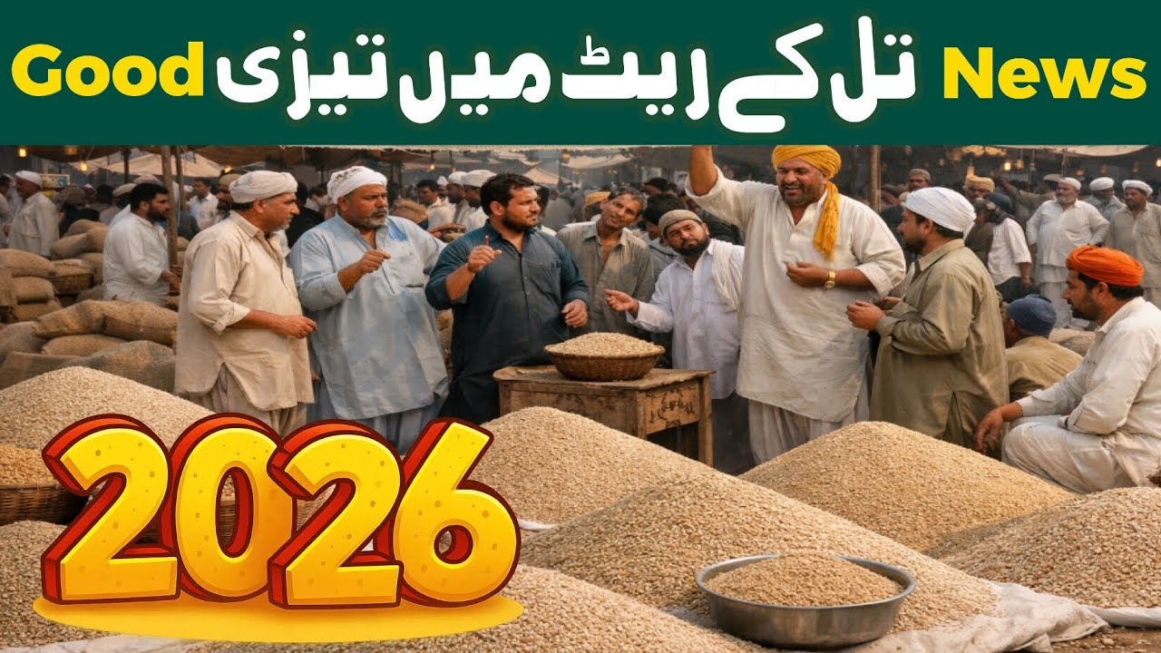 Good News Sesame crop fast rate | Sesame rate today | Till rate in pakistan #agricultureofpakistan 