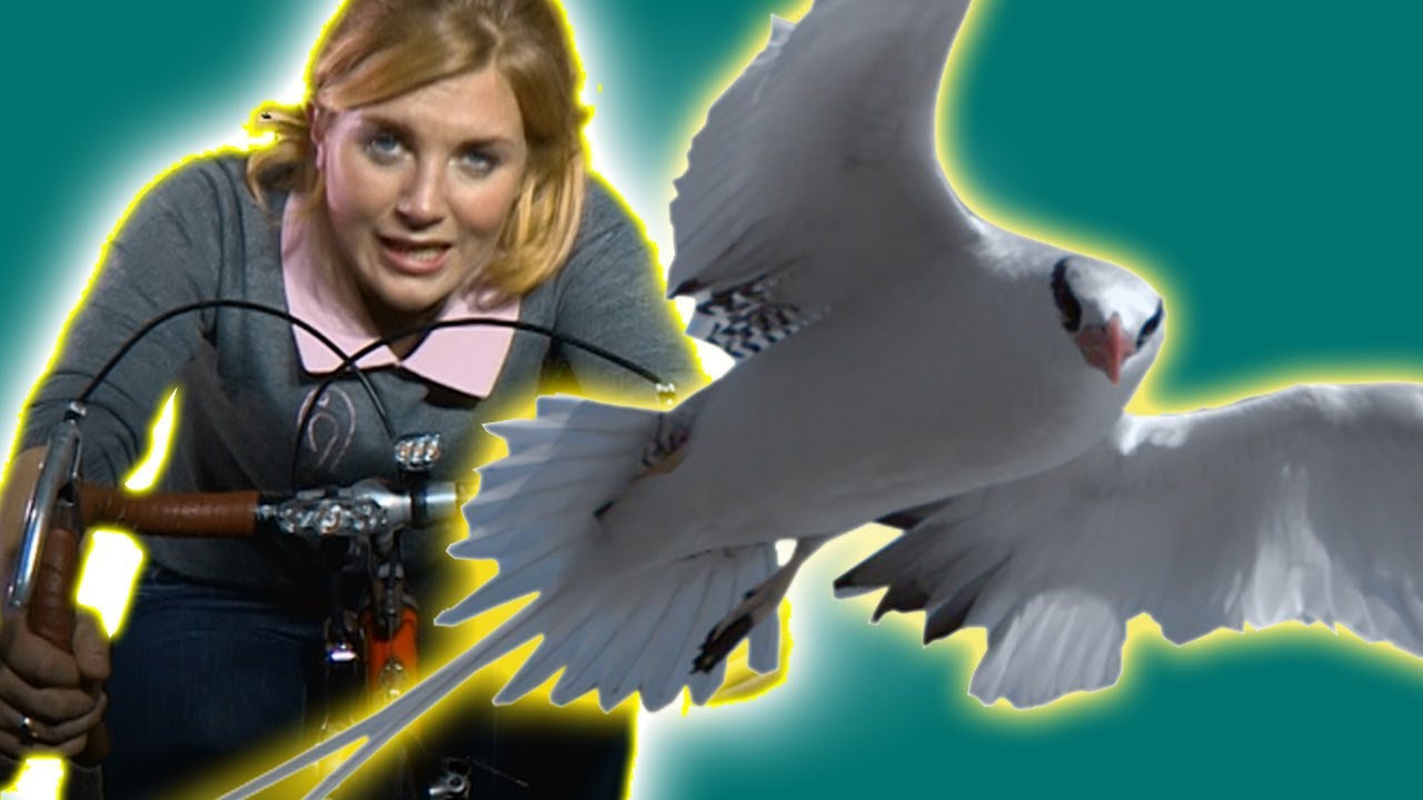 Do Birds get Tired of Flying? | The Travel Edit
