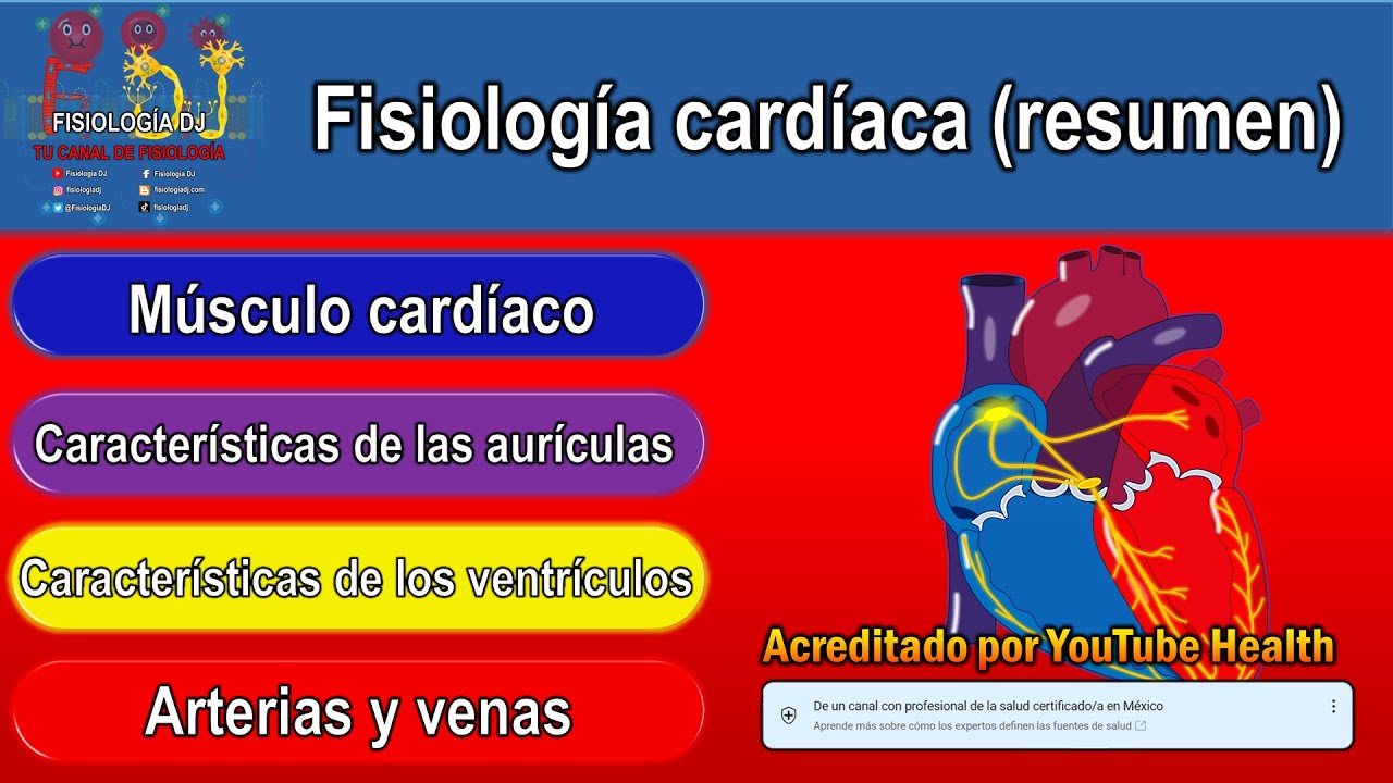 Corazón anatomía y fisiología | Fisiología cardíaca | Fisiología cardíaca resumen