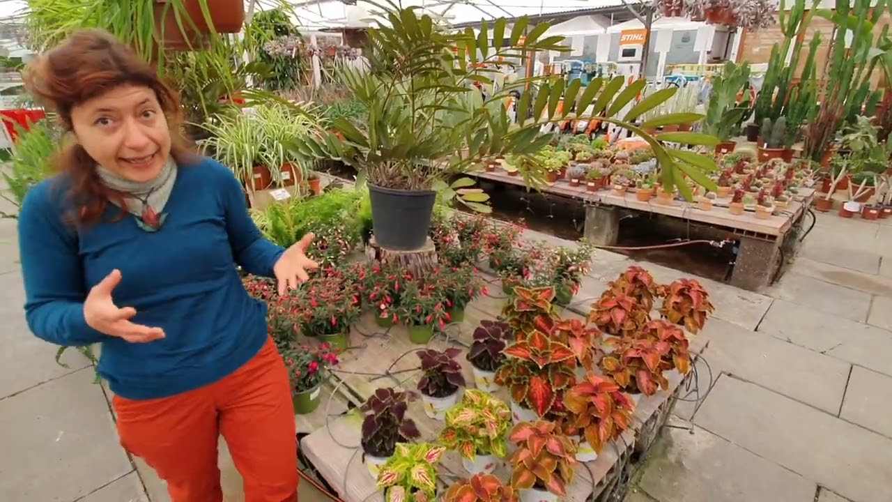 COLEUS come curarlo