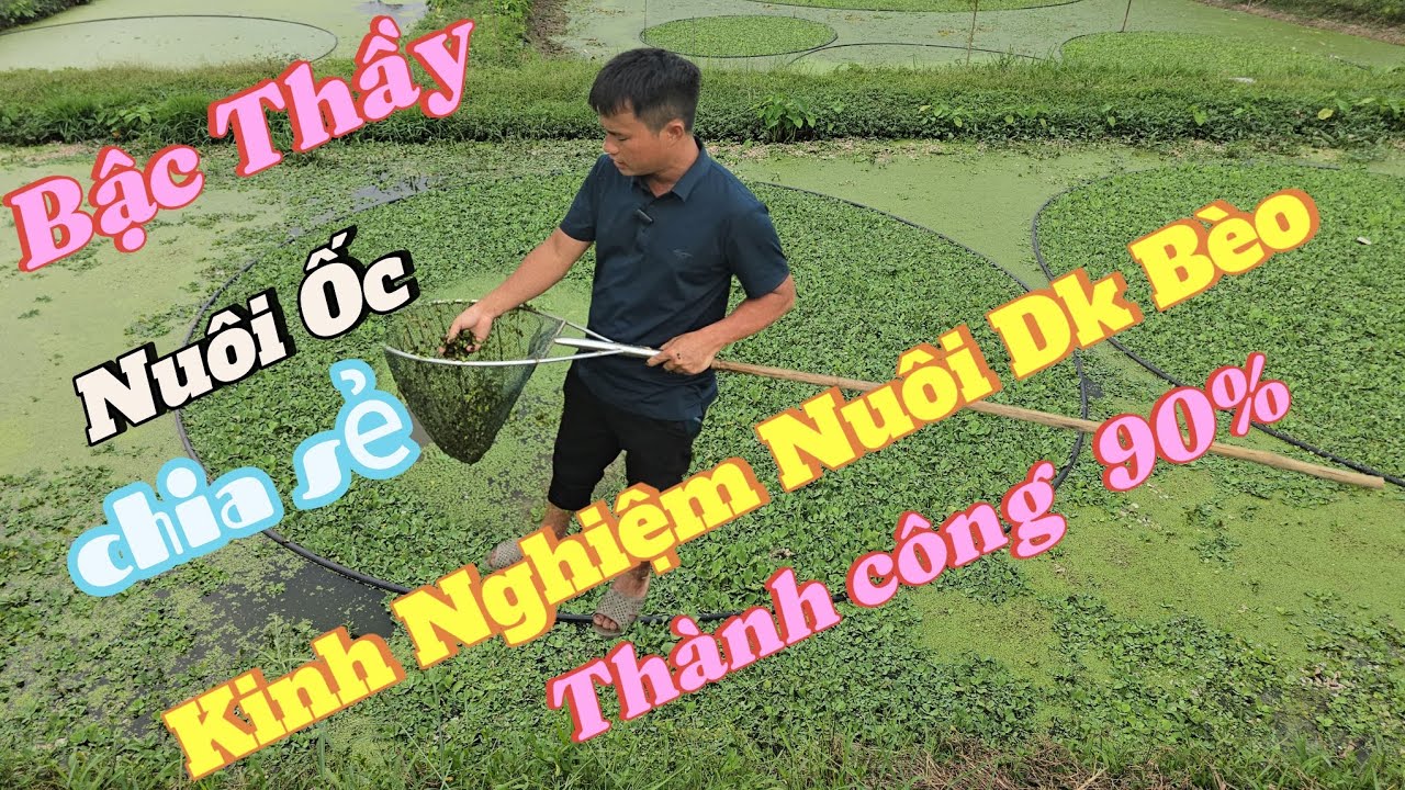 Chia Sẻ Kinh Nghiệm Nuôi Ôc-Bằng Thủy Sinh Dưỡng 100/% Đạm CÁ Hữu Cơ Cho Bèo...