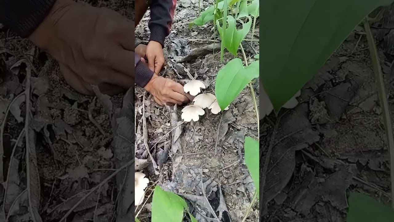 Serasa panen jamur liar seseru itu Bes banyak bnget dpetnya kayak ASMR jabut jamur 🍄#panenjamurliar 