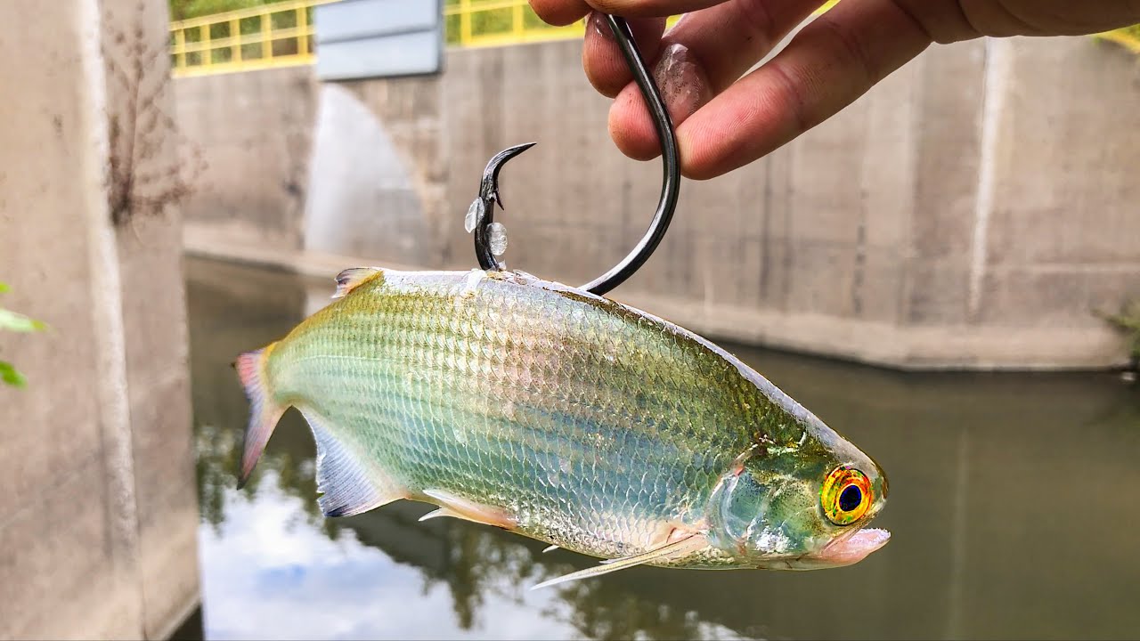 I Caught The KINGS of The SPILLWAY!!! (BIGGEST of the YEAR!) + New Species!!