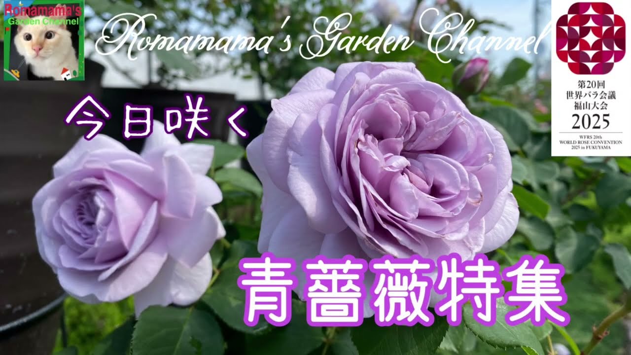 【青薔薇】青薔薇コレクターロマママの今日の青薔薇特集　#ブルーローズ　#ねこ