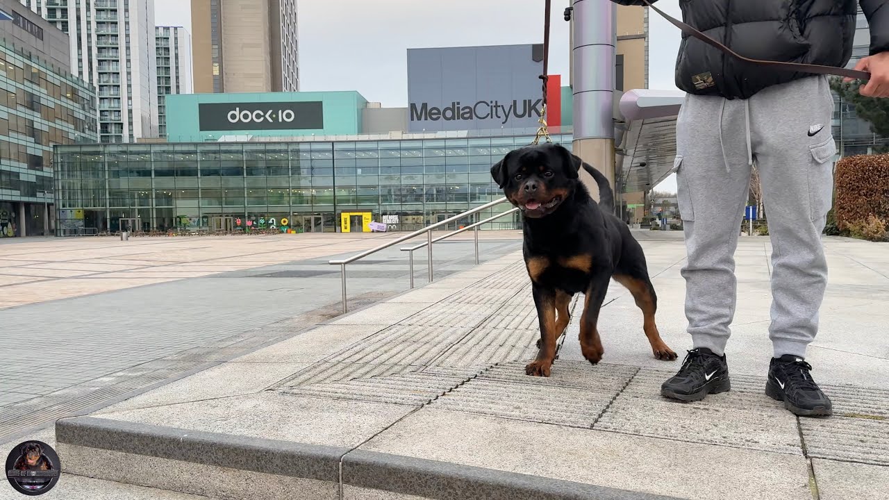 Morning Walk With Our Rottweiler At MediaCityUK, Salford Quays