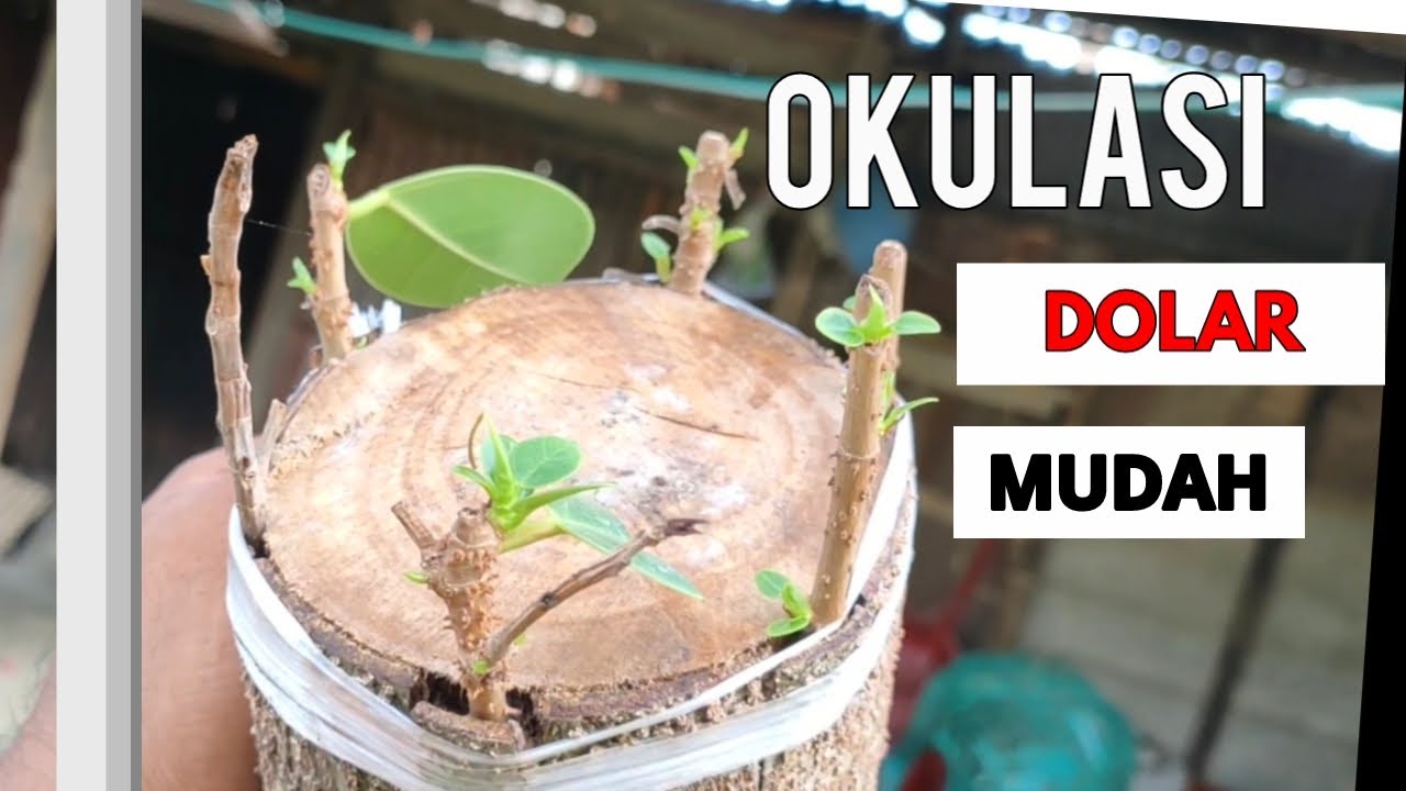 CARA LENGKAP || Okulasi DOLAR ke IPRIK dengan mudah