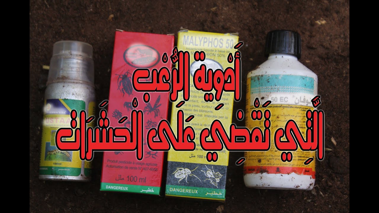 تربية الدجاج البلدي _ هذه هي الأدوية التي أعالج بها الحشرات العالقة في الدجاج