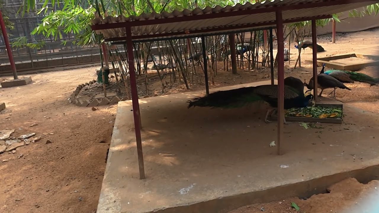Amazing peacock family's enjoying moments | ময়ূর