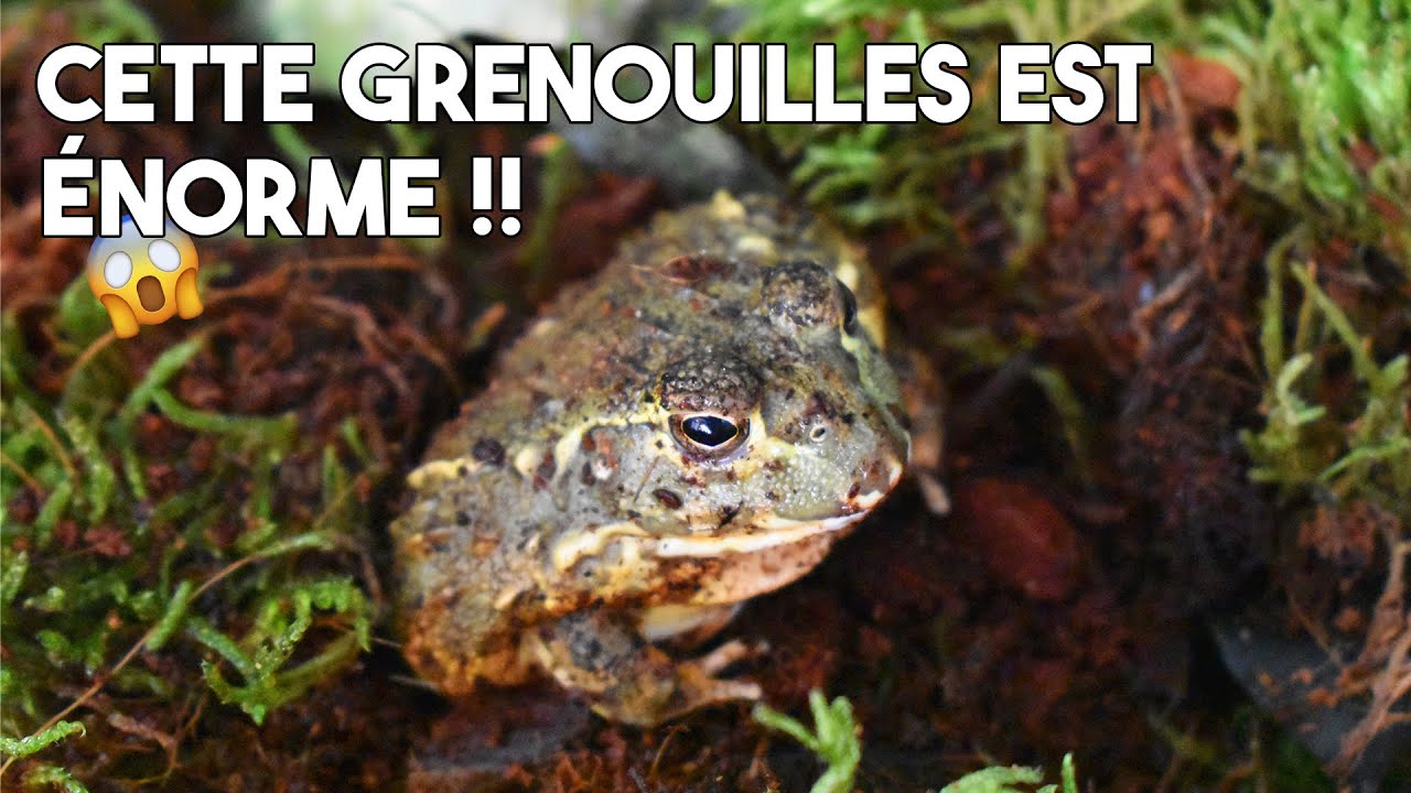 LA PLUS GRANDE GRENOUILLE DU MONDE CHEZ MOI ?! - On passe en revue la Pyxie, la Pacman, etc