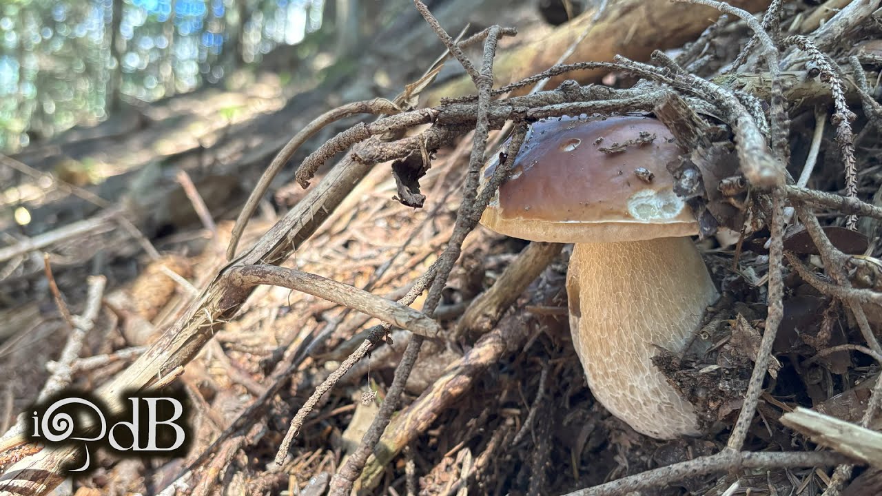 Porcini Edo #12 2025 Pt. 2