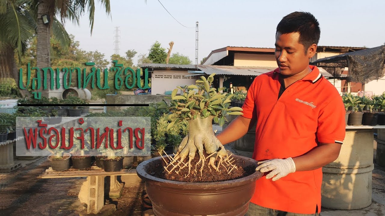 ปลูกเขาหินซ้อนข้อถี่ 