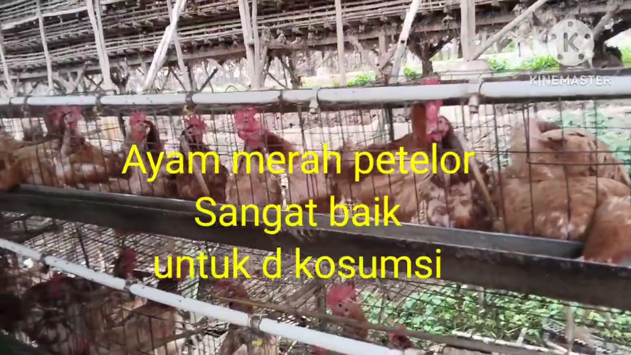 panen ayam petelor merah🐔layak d kosumsi#Viraall#hrg nati