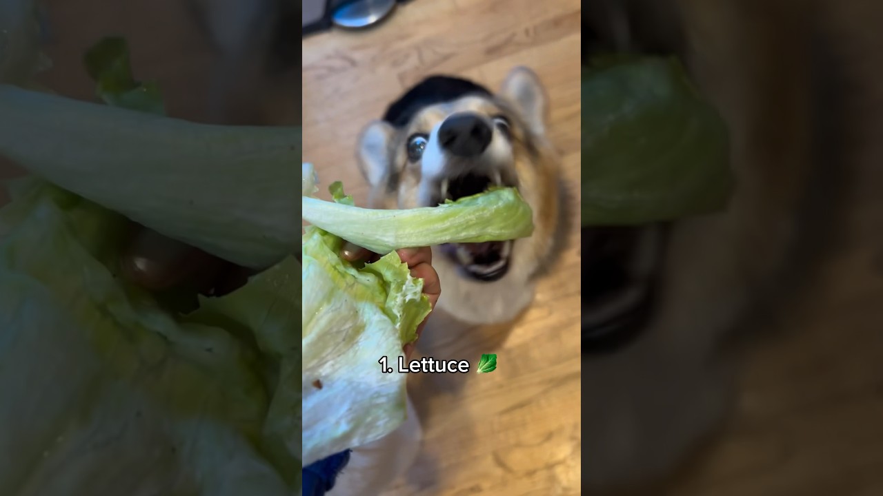 3 Dog Friendly Human Foods My Corgis Enjoy Eating