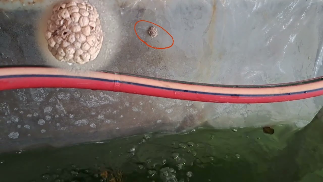 تكاثر الحلزون التفاحي