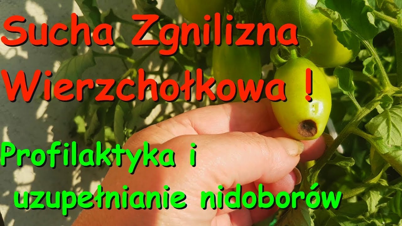 Sucha zgnilizna wierzchołkowa -  jak zapobiegać i zatrzymać?