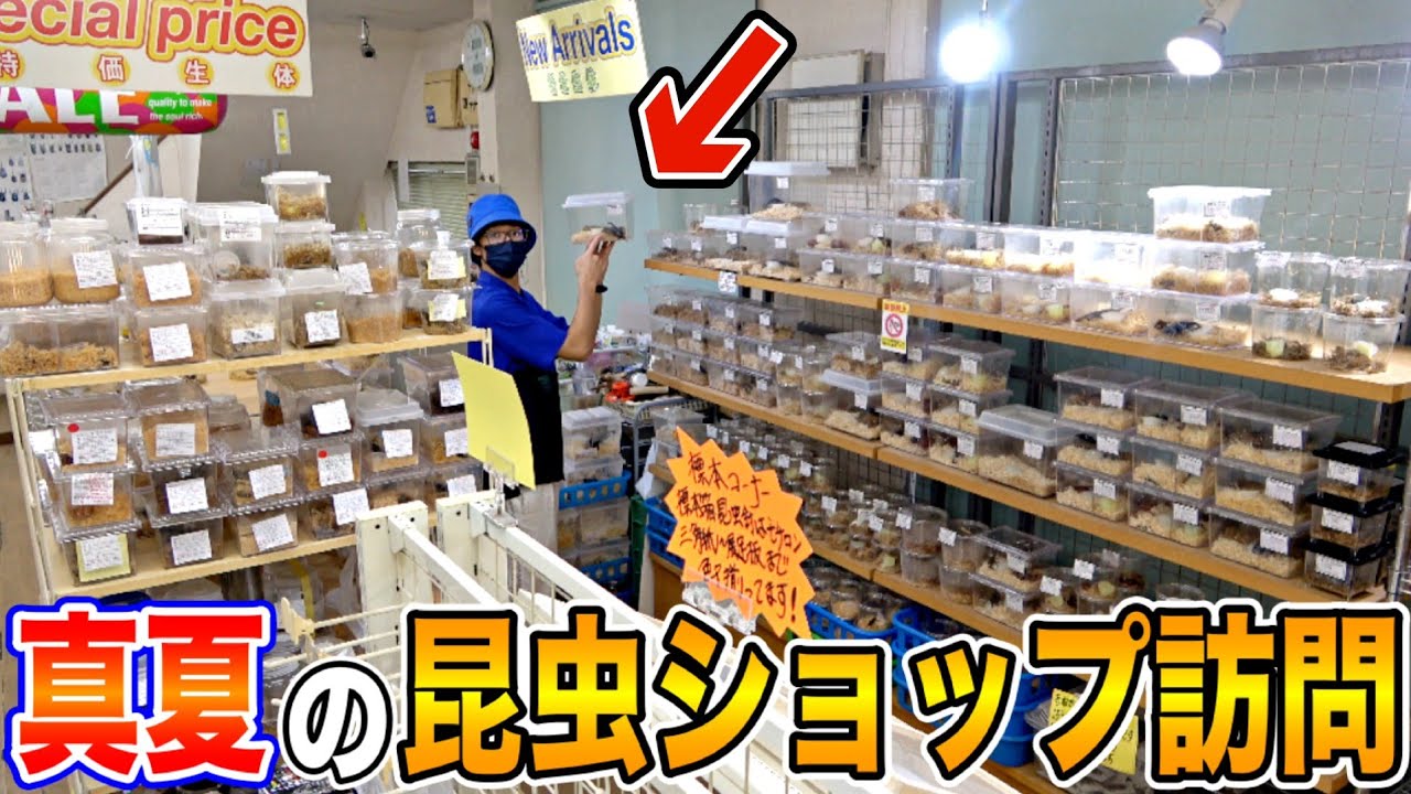 関東最大級の昆虫ショップが本気を出しました