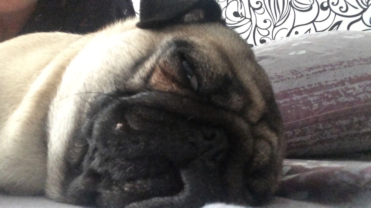 Мопс-храпун😴