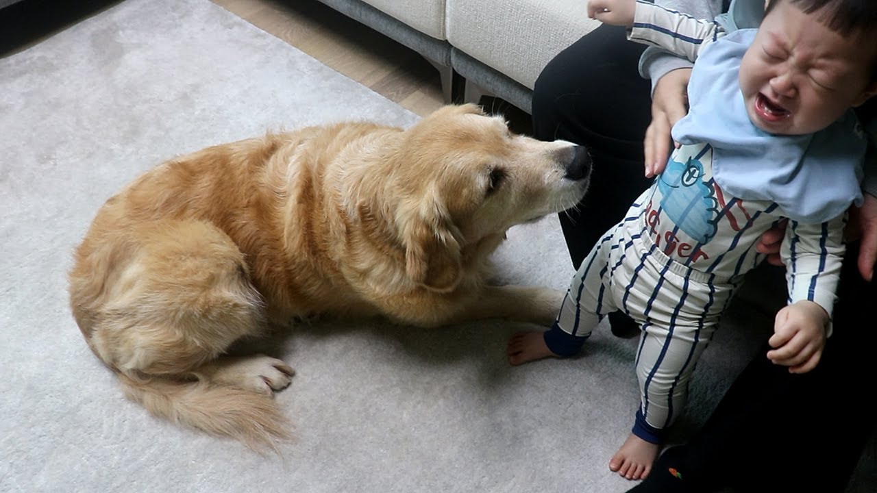 대형견 처음보고 우는 아기를 본 리트리버 놀라운 반응