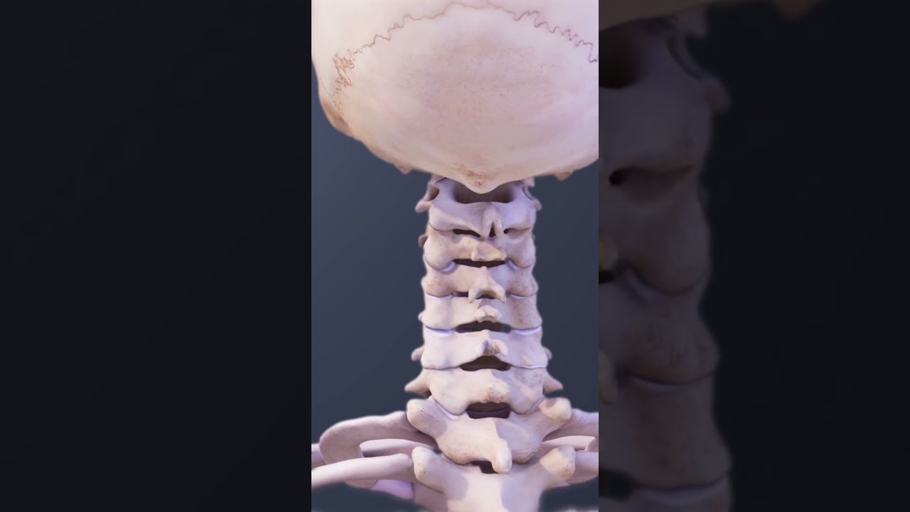 Vertebrae of the Neck