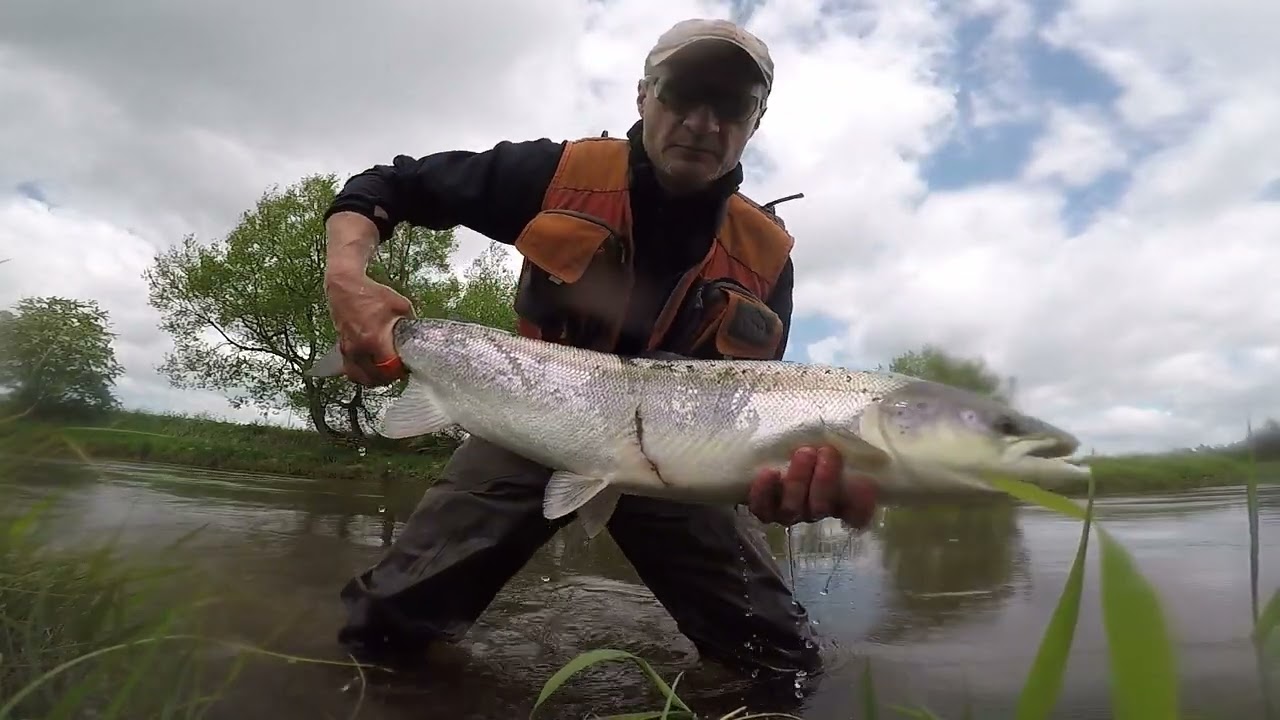 Salmon River Skjern 1