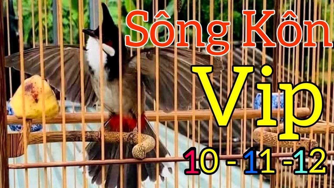 Chào Mào Sông Kôn Giọng Cực Hay, Luyện Chào Mào Hót Giọng Chuẩn Sông Kôn, Thúc Chim Sổ Giọng Ra Bọng